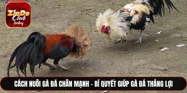 Cách nuôi gà đá chân mạnh