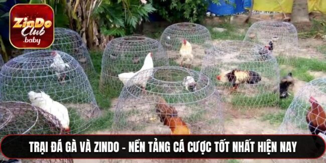 Trại đá gà